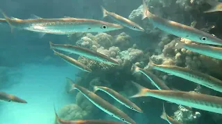 Egypt. Jaz Fanara Resort. Coral reef. Snorkelling. New 4K video.