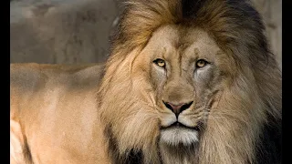 Africa's Lion Kings Documentary - Lions vs Giants | Wild Planet