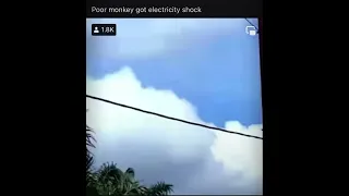 Poor monkeys got shocked by electricity