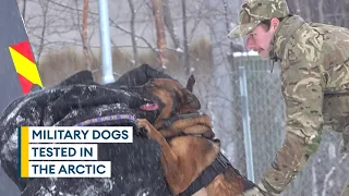 Military dogs sink their teeth into training in the Arctic