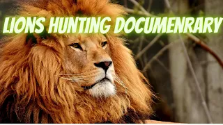 Lions Hunting Documentary, Lions attacking prey, Wild life Animals, National Geographic