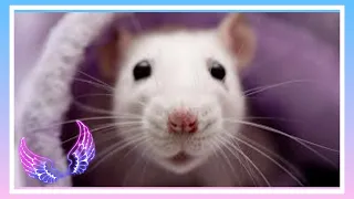 КАК КУПАТЬ КРЫСУ. КАК МЫТЬ КРЫСУ ДАМБО. 😎 Влог#48 dumbo rat wash