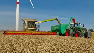 Weizen 2022 XXL! Claas Lexion 8700 mit 10,80 Meter Schneidwerk || Landwirtschaft in Dithmarschen