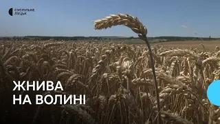 На Волині фермери молотять пшеницю: яка врожайність, ціни та що робитимуть з вирощеним