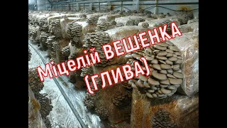 Вирощування грибів в домашніх умовах. Міцелій гриба ВЕШЕНКА (ГЛИВА)