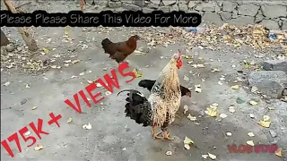 Rooster And Hen Fast Meeting Hen First Time 😱 | Village Animals |