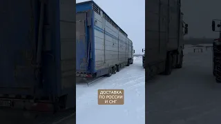 Доставка овец из Европы