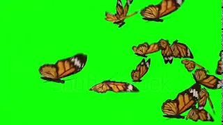 Butterflies flock flying left to right isolated on green box background. Ultra HD,Fly away.