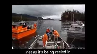 Commercial Fishing in Prince William Sound, Alaska.  Walk the Line.