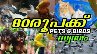 Exotic Birds🔥Cat🥰Dogs❤️Puppys💖fish📌Pigeon sale❤‍🔥low rate pets sale😻Birds Sale kerala😻pigeon loft