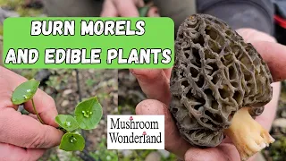 Burn Morels and Edible Plants