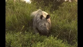 Rhino attacks in Kaziranga National Park