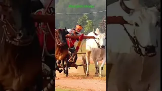 Barghati Bhaiya #SHORTS Good Ox Race