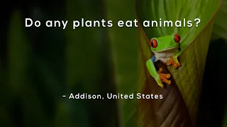 Do any plants eat animals?