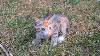 Little Kitten being attacked by adult cat.