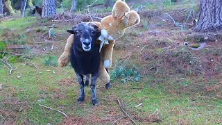 Easter special - Angry Ram smashes a magic mushroom then attacks the Easter Bunny