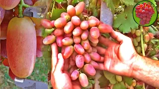 @Виноград Сенсация  Вкусный виноград, хороший виноград