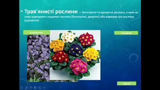 Екологічні групи та життєві форми рослин 6 клас