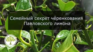 Семейный секрет черенкования Павловского лимона от Павловского питомника