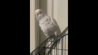 Cockatoo dancing. Sugar the Cockatoo “Boyznthahood” Eazy-E