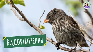 Видоутворення