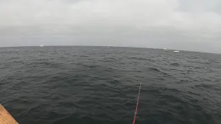 Flatfall tuna on the retrieve