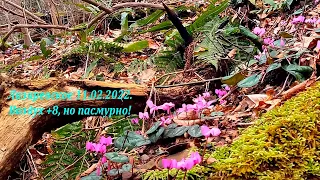 Лазаревское сегодня, 11.02.2022г .Красота! 🌴ЛАЗАРЕВСКОЕ СЕГОДНЯ🌴СОЧИ.