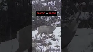 Shoot or Pass!? Late Season Mule Deer Hunt