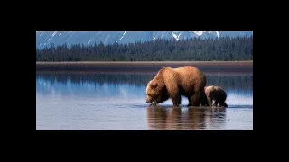 Мир животных. Дикая природа. Аляска. Документальный фильм Nat Geo Wild.