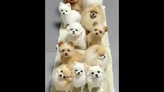 Funny and Cute Dog  Cutest Pomeranian Puppies 😍🐶| Funny Puppy Videos #shorts #puppies#puppy#dog#dogs