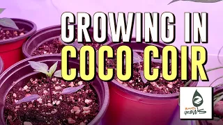 How to prep COCO COIR for indoor growing!