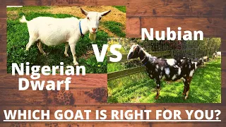 NIGERIAN DWARF GOATS, Why I LOVE this breed & YOU should TOO! NIGERIAN DWARF GOATS vs NUBIAN GOATS!?