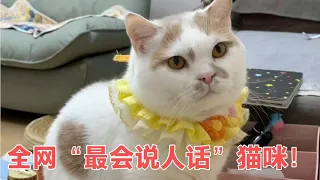 妥妥猫界小天才，会学狗叫会叫麻麻，它是全网最会说人话的猫咪！【网红故事分享】