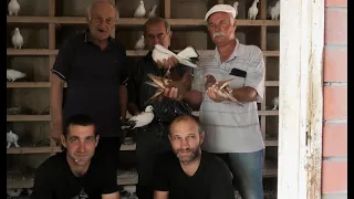 Широкохвостые голуби д  Кости в Ессентуках!