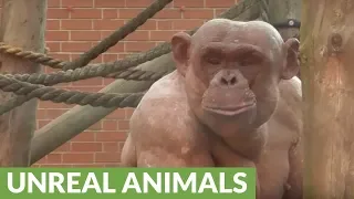 Fighting hairless chimpanzees cause tense scene at zoo