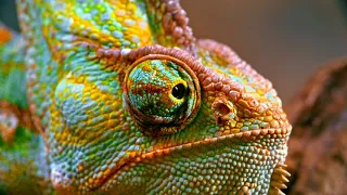 Reptiles Amphibians 4K HDR 60fps (FullHd) Dolby Vision