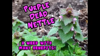 Purple Dead Nettle: An Edible and Medical Weed