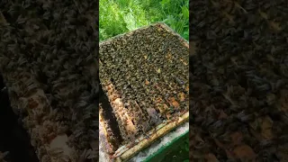 Königinnen-Mörder! 😱 Schwarmzellen finden und brechen, Bienen Waben abstoßen
