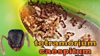 Tetramorium caespitum.От жесткого отбора,до сильной колонии.