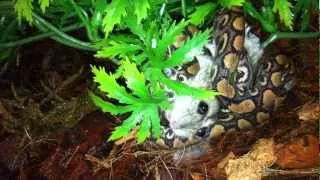 Радужный удав первый раз охотится/ Rainbow boa first hunts hamster