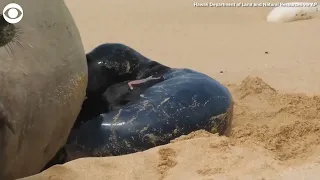Hawaiian monk seal pup born on beach in Oahu