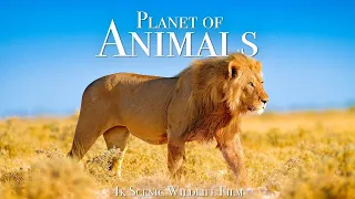 animal kingdom 4k - scenic wildlife film with calming music, 4K animals