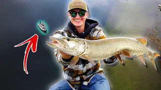 Fall Musky Fishing 101 (Minnesota Metro!)