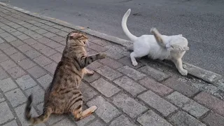 Angry White Cat gets slapped by another rival Angry Tabby Cat.