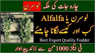 Alfalfa/Lucern cultivation in Urdu| How to grow lucern/Alfalfa|Best quality hay|لوسرن کی پیداوار