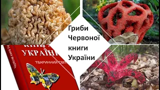 Гриби Червоної книги України