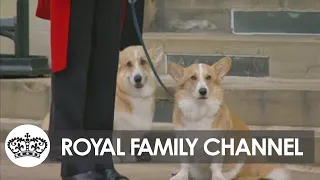 Queen’s Beloved Horse and Corgis Watch her Final Journey