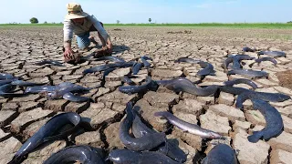 It's amazing fishing! a fisherman catch a lots of catfish in under the ground at field by hand