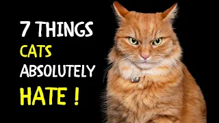What Cats Absolutely Hate | 7 Things To Avoid for Cats