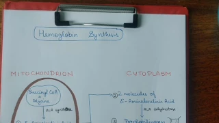 Hemoglobin synthesis / Biochemistry / handwritten notes